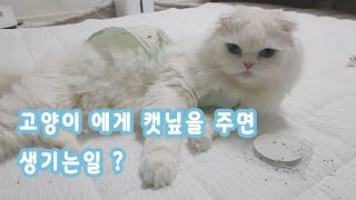 고양이 에게 캣닢을 주면 생기는일?