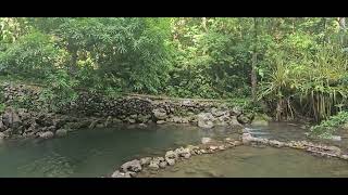 Taking a small walk by the Noisy River in Manchester Jamaica🇯🇲🇯🇲🇯🇲