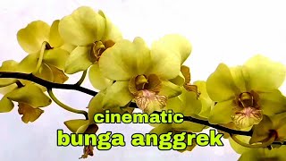 Khusus pecinta bunga || CINEMATIC BUNGA