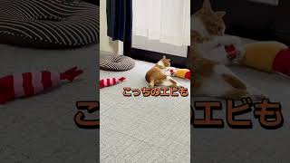 違いが分かる男#shorts #cat #猫 #shortvideo