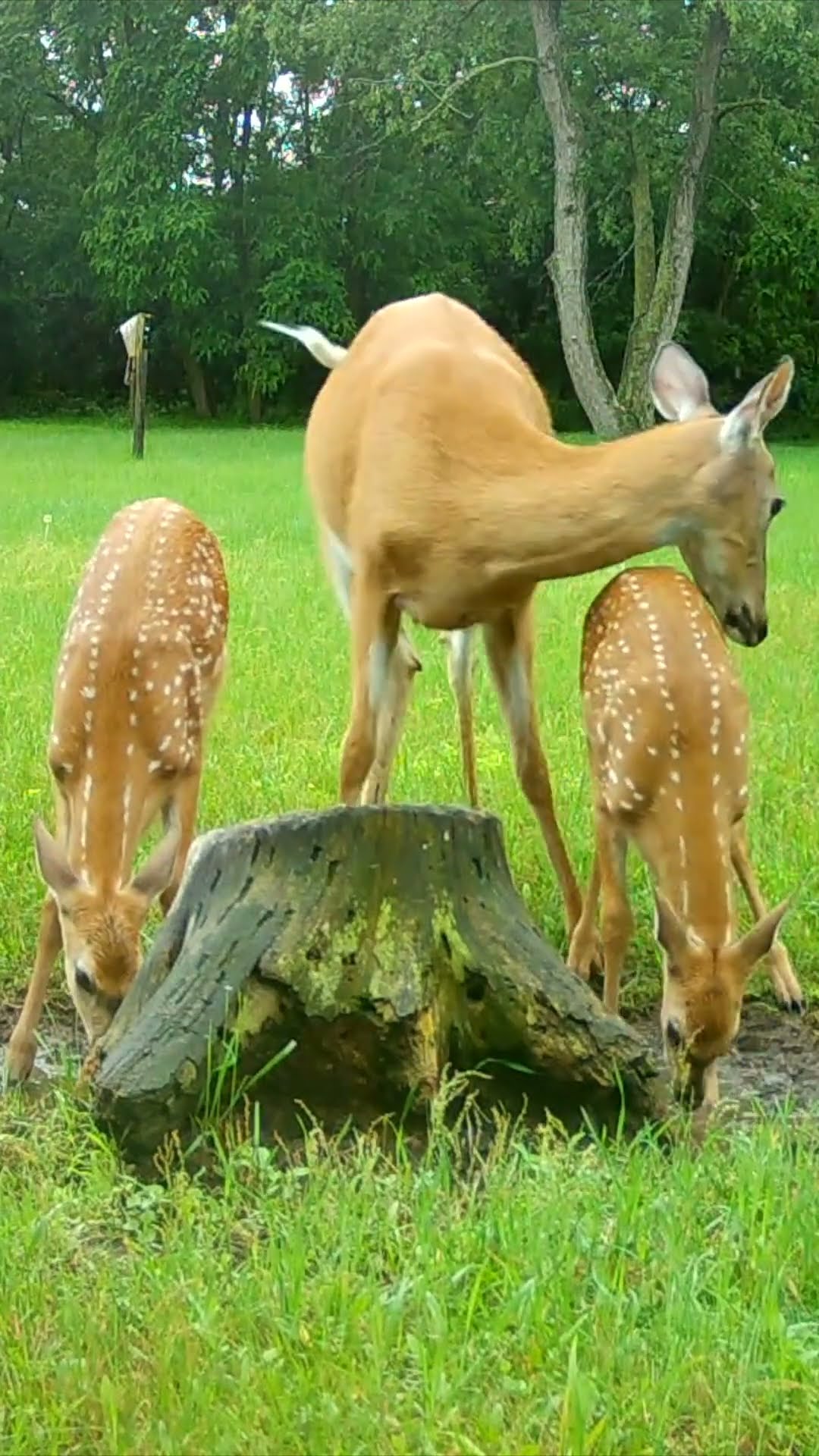 Two Fawns With Their Mother - YouTube