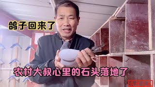 这只鸽子回来了，压在农村大叔心里的一块石头也就落地了