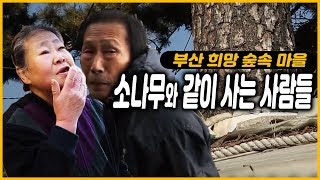 부산 희망 숲속 마을 소나무와 같이 사는 사람들 /부산 금정구 행복마을 [그곳, 그사람]