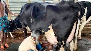 ২০ থেকে ২৫ লিটার দুধের গাভীর দাম জানুন | ফ্রিজিয়ান হলেষ্টিয়ান গরুর খামার | গরুর খামার, গরু পালন