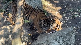 ワンと怒る子トラ【‎2024年‎12月21日】【上野動物園】スマトラトラ