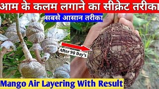 कलम लगाने का सीक्रेट तरीका || How To Do Air Layering On Mango Tree With Result || All Information.