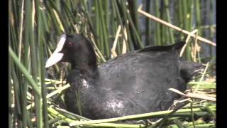 Le  Foulque macroule - Documentaire Animalier