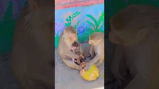 Monkey Baby take care in Vrindavan Monkey #shortsvideo #vrindavan #monkey #monkeys