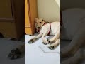 Cute Labrador Puppy Upset for not giving chicken🤣 🍗 #shorts #short #youtubeshorts #viral #trending