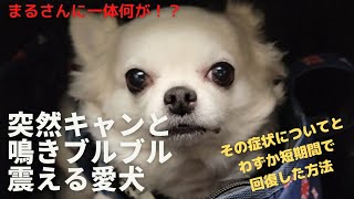 突然キャンと悲鳴をあげて震える愛犬。その症状と回復法