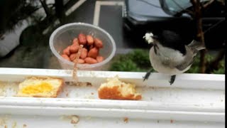 박새#참새#직박구리새구조이야기#나비(Chickadee#Sparrow#brown-eared bulbul Bird rescue story#Nabi)