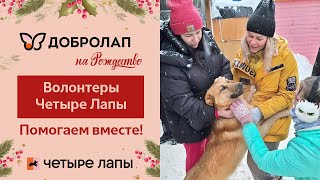 Волонтеры Четыре Лапы. Вместе помогаем приютам!