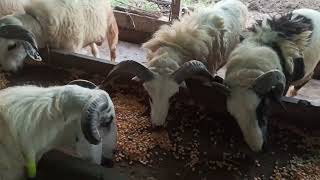 old batch sheep videos amingad #amingadtagaru #marketing #sheeps #amingad