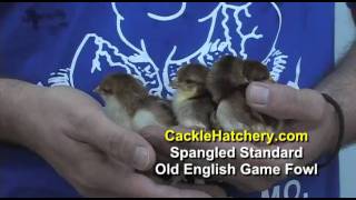 Spangled Standard Old English Game Fowl Chicken Breed | Cackle Hatchery