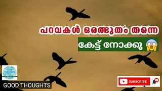 അമ്പരന്ന് പോവും | പക്ഷികളുടെ ലോകം അത്ഭുതം തന്നെ | Birds Life | GOOD THOUGHTS