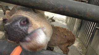 ニホンジカ (宇都宮動物園) 2018年4月30日