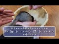 the life of happy baby chinchillas