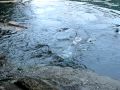 pacific herring run in dodd narrows b.c.