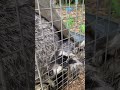 水戸市内アライグマ駆除26