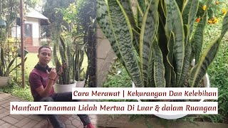 Cara Merawat | Kelebihan Dan Kekurangan Manfaat Lidah Mertua Untuk Ruangan | Nama Latin Sansevieria