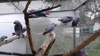 African Grey Parrots - 6 pairs/ Kongograupapageien/ Žako kongo