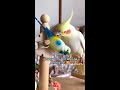 must have amazon bird toy