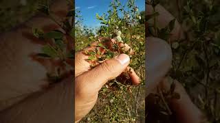 Hediondilla, Gobernadora (Larrea tridentata)