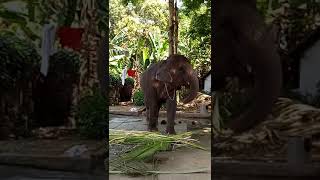 Amazing elephant dance