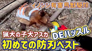 【猟犬の子犬アスカ】初めて防刃ベストを着てイノシシの有害鳥獣駆除に出動！