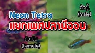 การแยกเพศปลานีออน (Neon Tetra)