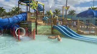 Santa Paws Pooch Plunge 2021