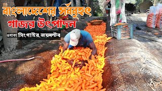 বাংলাদেশের মধ্যে সর্ব বৃহৎ গাজরের স্থান সিংগাইর |Amazing Agriculture in Bangladesh | carrot market