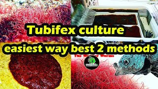 mastering tubifex worm culture : A step by step Guide to Successful culturing #tubifexwormculture