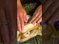 💋Giant clams, collecting beautiful and charming purple pearls