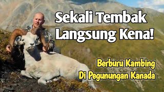 Lihat Hasilnya.. Berburu Kambing Gunung Di Alam Liar