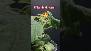 87 Days in 30 Seconds #timelapse #garden