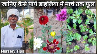 डेहलिया में कैसे पाएं मार्च अंत तक फूल जानिए नर्सरी से यह जानकारी | Dahlia | Nursery Tips | Winter