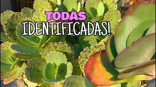 CONHEÇA estas PLANTAS, você terá um VASO LOTADO | Simone Felic