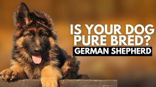 How to Identify a Pure Bred German Shepherd Puppy?