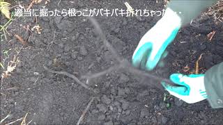 わらびを移植してみました