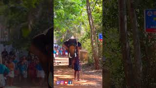 Mangod Pooram elephant Palakkad Vela Kerala