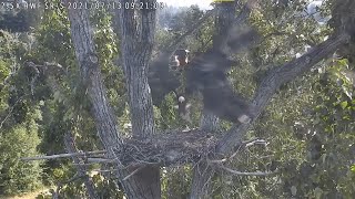 Sur Brings More Food for Flying Fledglings at Surrey Reserve