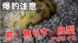 【エギング】焦らしが決め手！底をとって狙う秋の大物アオリイカエギング！