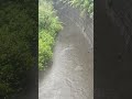 台風で増水した仙川で流されるカモ