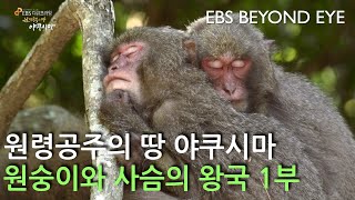 원령공주의 땅 야쿠시마 1부 ㅣ Yakushima, Kingdom of Monkeys and Deer. Part 1