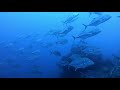 Sharks & Friends - CCR Rebreather Diving in North East Bali - Dark Horizon Diving