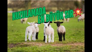 KUZULAMADA EN BÜYÜK SIR!💥 #koyunculuk #kuzu #koyunlar #koyun #koyunçiftliği #hayvancılık #sheep