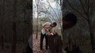 កំសាន្តរដូវស្លឹកឈើជ្រុះ #shorts