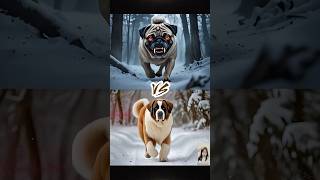 Pug vs 10 Mighty Dogs – Labrador Retriever, Australian Shepherd, Chow Chow and More!