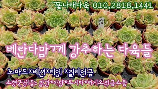 베란다 다육맘께 딱인 사이즈 다육이들 방출! 💕꽃나래다육 010.2818.1441 *유료광고포함*